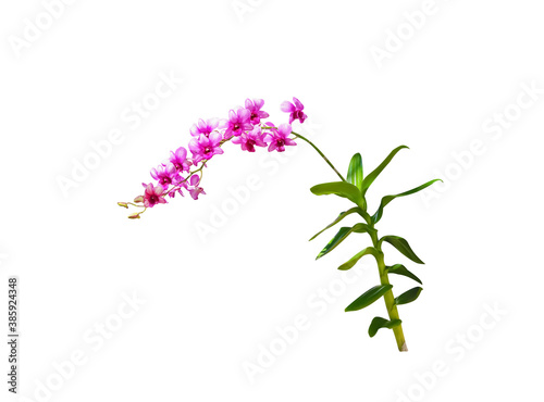 Dark pink orchids dendrobium or purple flowers branch isolated on white background   clipping path
