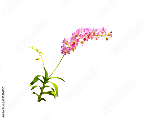 Light pink orchids dendrobium fresh flowers branch isolated on white background , clipping path © Amphawan