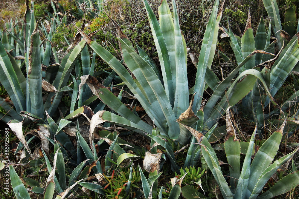 Piante di agave lungo un sentiero nelle campagne siciliane di fine estate Piante di agave lungo un sentiero nelle campagne siciliane di fine estate