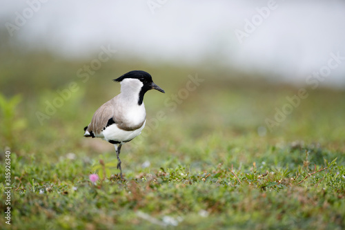 Beautiful adult River lapwing (Vanellus duvaucelii), low angle view, front shot, foraging on the meadow with pink flowers of reservoir bank, the national park in south central region of Thailand.