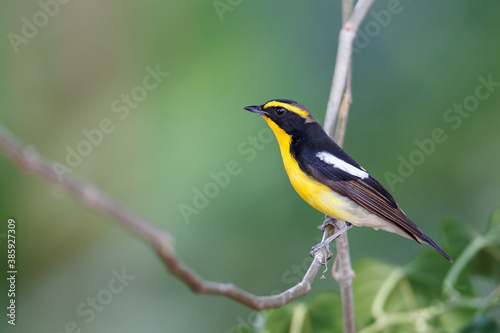 Beautiful small bird, adult male Narcissus flycatcher, high angle view, side shot, perching on the curve branch in the morning in nature of tropical moist forest, the jungle of Thailand.