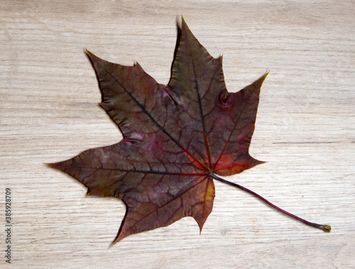 Beautiful red dry maple leaf textured with a lot of streaks lying on a light wooden board