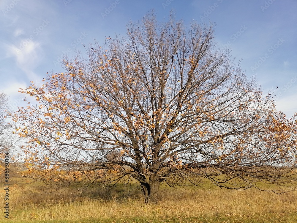 autumn trees with remnants of yellow leaves autumn trees with remnants of yellow leaves