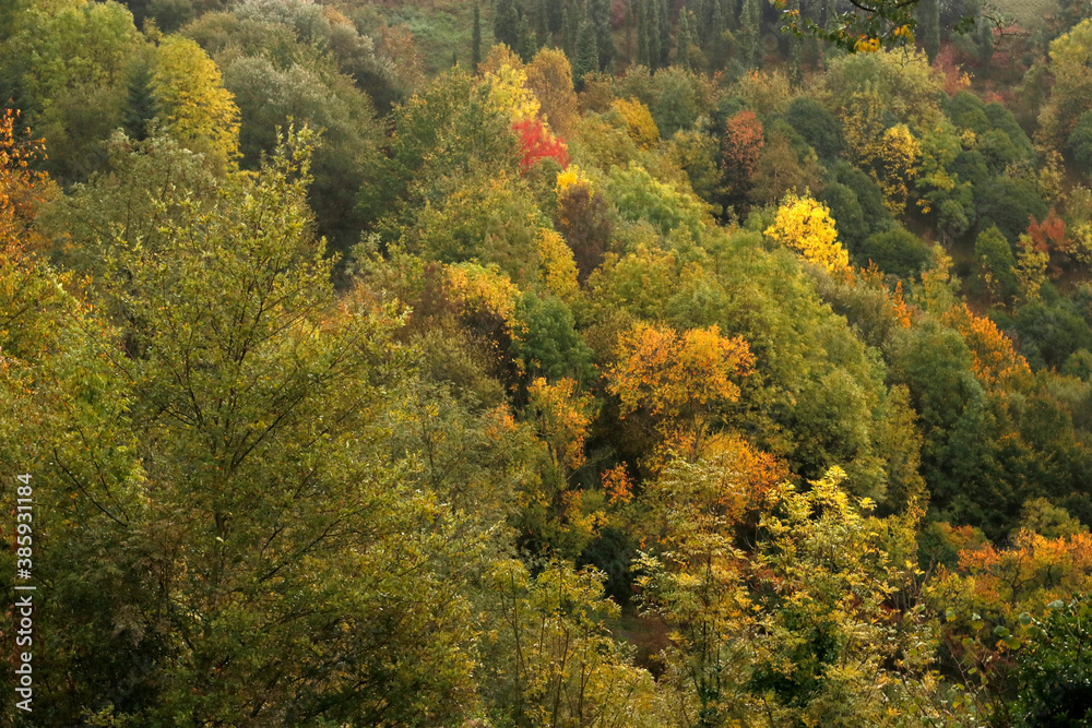 View of a forest in autumn colors