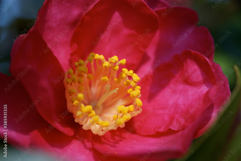 Red Camellia japonica Flower Macro Photography Red Camellia japonica Flower Macro Photography