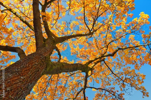 Baum mit leuchtenden gelben Blättern im Herbst von unten fotografiert