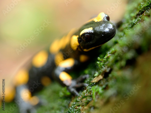 Salamandra plamista,zwana jaszczur ognisty (Salamandra salamandra) jesiennym lesie w deszczowym dniu #385932516