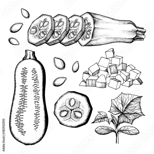 Vector illustration Set of vector drawing of zucchini and squash, black and white graphics drawn in vintage style, engraving, gourmet cuisine, vegetarian, farm isolated on white background for print
