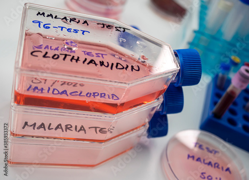 Laboratory research on the insecticide clothianidin, cause of malaria disease through The Anopheles family of malarial mosquitoes, conceptual image photo