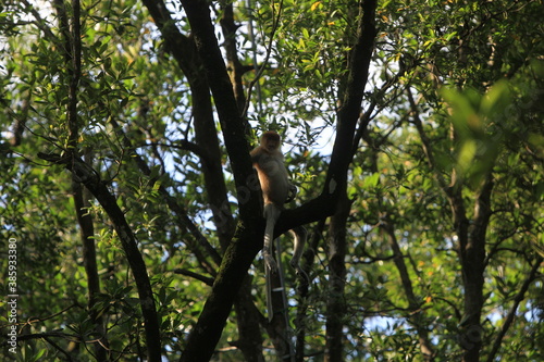 Proboscis monkeys are long-nosed monkeys with reddish brown hair and are one of two species in the genus Nasalis. Proboscis monkeys are endemic to the island of Borneo which is famous for its mangrov