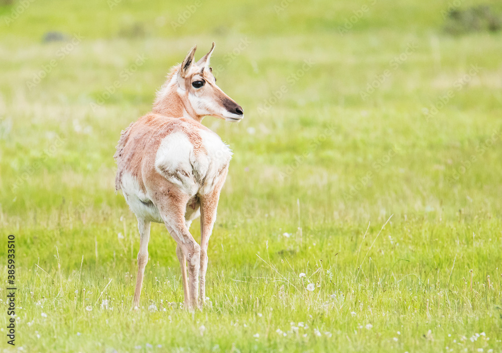 Wild pronghorn antelope female from Grand Teton National Park Wild pronghorn antelope female from Grand Teton National Park
