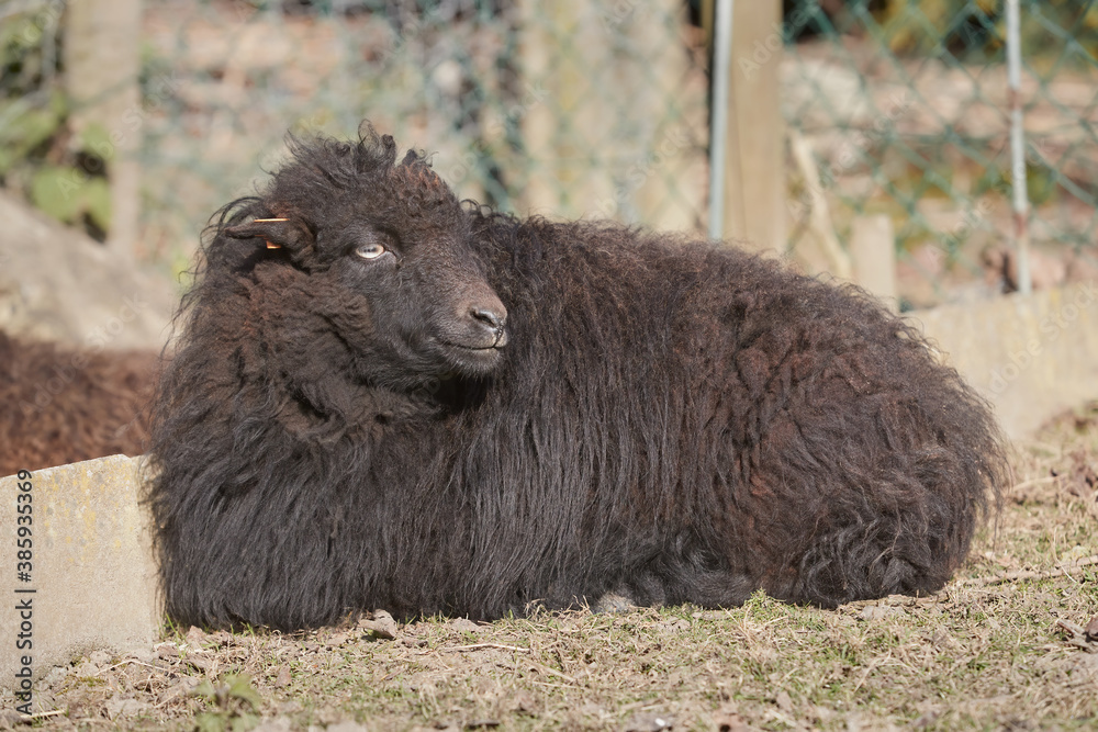 Female black ouessant sheep resting