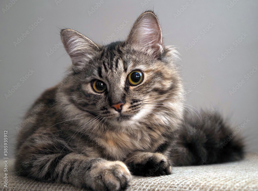 Portrait of a Norwegian forest cat on a light background. The kitten is five months old.