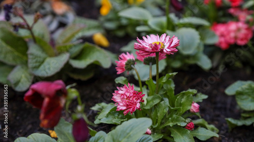 Scottish Flowers