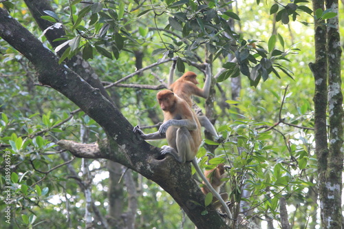Proboscis monkeys are long-nosed monkeys with reddish brown hair and are one of two species in the genus Nasalis. Proboscis monkeys are endemic to the island of Borneo which is famous for its mangrove