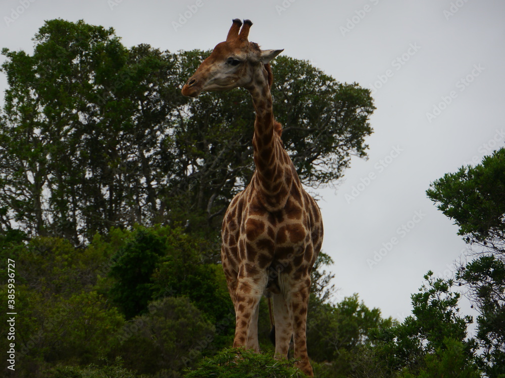 Fototapeta premium Giraffe