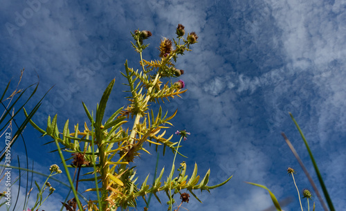 Large ringlet thistle (Carduus) from below, plant with green branches and purple round blooms, blue sky with white clouds. Germany. photo