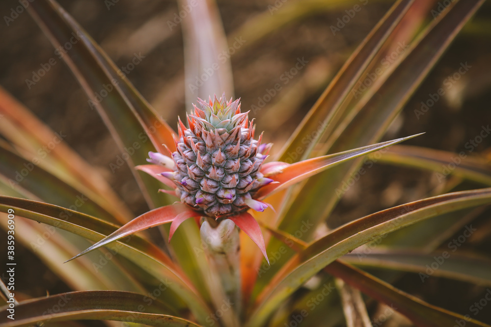 Pineapple at Dole Plantation, Oahu, Hawaii Pineapple at Dole Plantation, Oahu, Hawaii