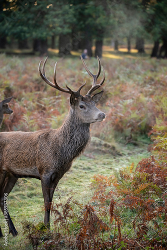 Beautiful image of red deer stag in vibrant golds and browns of Autumn Fall landscape forest