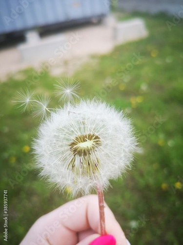 dandelion in the hand