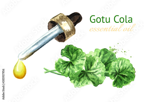 Gotu kola oil, centella asiatica, herbal medicine. Watercolor hand drawn illustration, isolated on white background