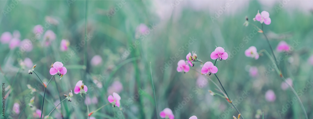 Peaceful nature, meadow flower, beautiful fresh in soft warm light. Autumn landscape background. Peaceful nature, meadow flower, beautiful fresh in soft warm light. Autumn landscape background.