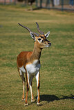 A Beautiful BlackBuck Antelope ( Antilope cervicapra)