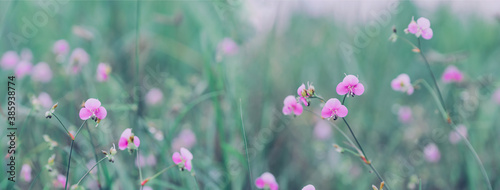 Peaceful nature, meadow flower, beautiful fresh in soft warm light. Autumn landscape background.