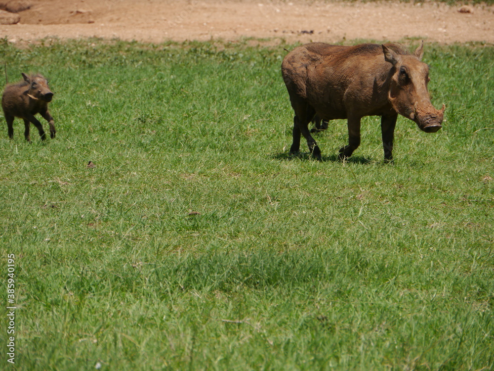 Fototapeta premium Warzenschwein mit Baby