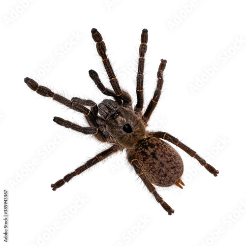 Top view of young adult Horned baboon tarantula aka Ceratogyrus darlingi spider. Isolated on white background.