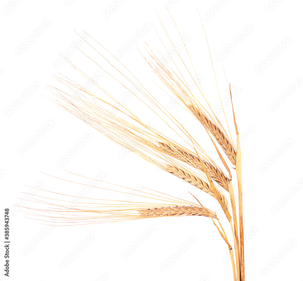 Dry spikelets of wheat, isolated on white background. Dry spikelets of wheat, isolated on white background.