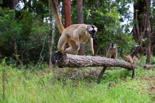 Brown lemurs play in the meadow and a tree trunk and are waiting for the visitors © 25ehaag6