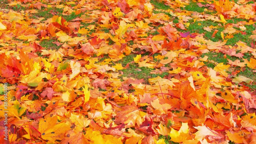 Graded shot of the beautiful colorful autumn foliage, filmed with a tele lens in UHD Graded shot of the beautiful colorful autumn foliage, filmed with a tele lens in UHD