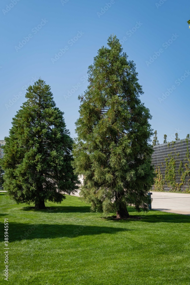 City Park Krasnodar or Galitsky Park. Two young Sequoiadendron giganteum (Giant sequoia or giant redwood) against blue sky. Giant sequoiadendron, Sierra redwood, Sierran redwood, Wellingtonia. City Park Krasnodar or Galitsky Park. Two young Sequoiadendron giganteum (Giant sequoia or giant redwood) against blue sky. Giant sequoiadendron, Sierra redwood, Sierran redwood, Wellingtonia.