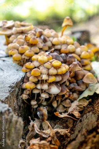 Honey mushrooms grow on a tree stump. A family of mushrooms in the forest. Close-up, autumn background, mushroom growing, Copy spase.