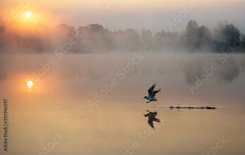 foggy sunrise over the river with bird flying over the water