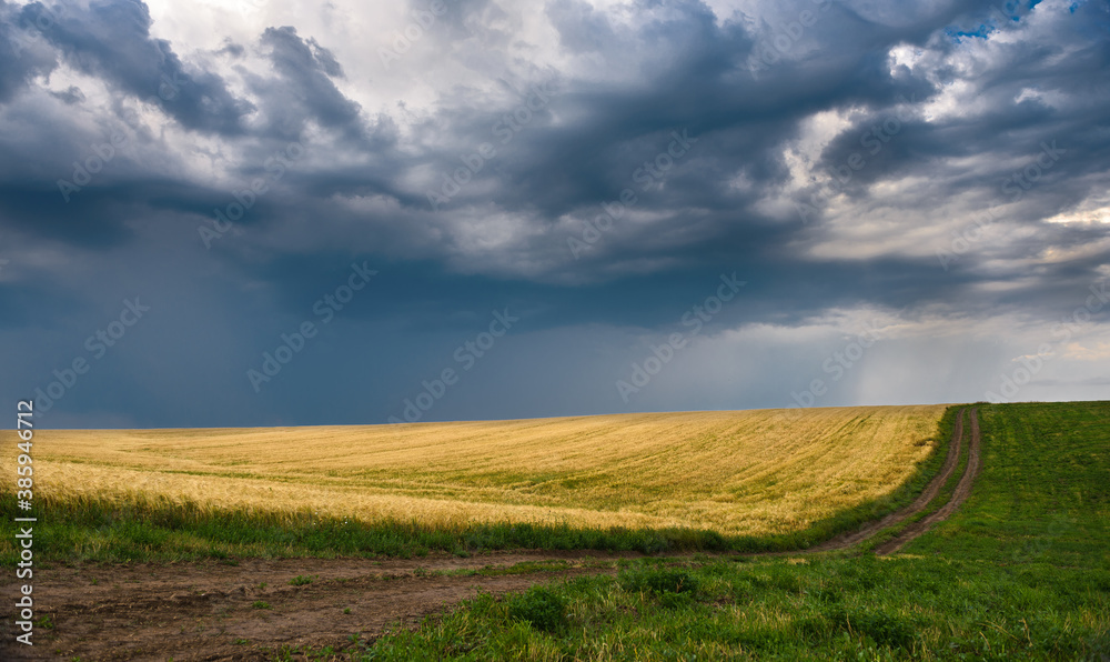 wheat field and sky wheat field and sky