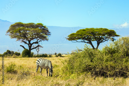 Lone zebra grazes in the savannah