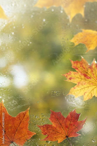 maple leaves on the window after the rain. place for autumn inscriptions © zoomingfoto1712