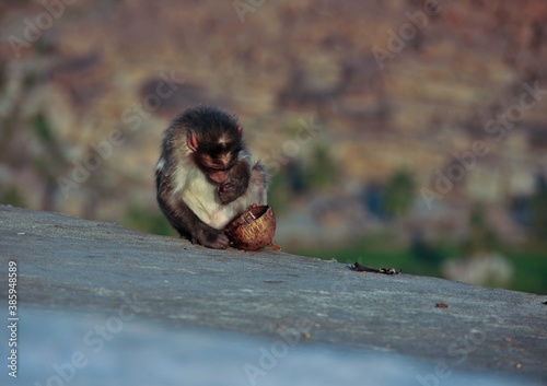 Affe isst Kokosnuss Hampi Indien 1