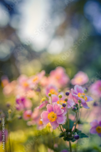 Sunset flowers in field sunset background. Wild meadow pink flowers morning sunlight background. Autumn field background  dream bokeh landscape  bright spring autumn scenery. Amazing floral nature