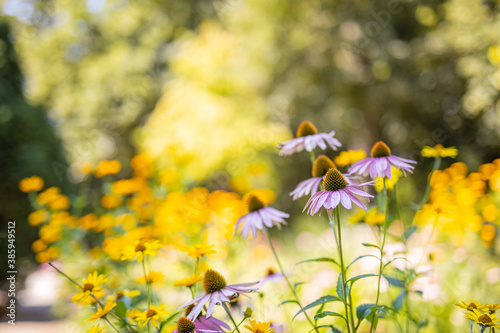 Fototapeta Naklejka Na Ścianę i Meble -  Wild purple cosmos flowers in meadow in rays of sunlight on blurred nature landscape park background with copy space, soft focus, beautiful bokeh. Autumn flowers bright foliage backdrop