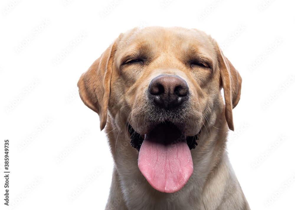 Portrait of a Labrador Retriever dog on an isolated white background.