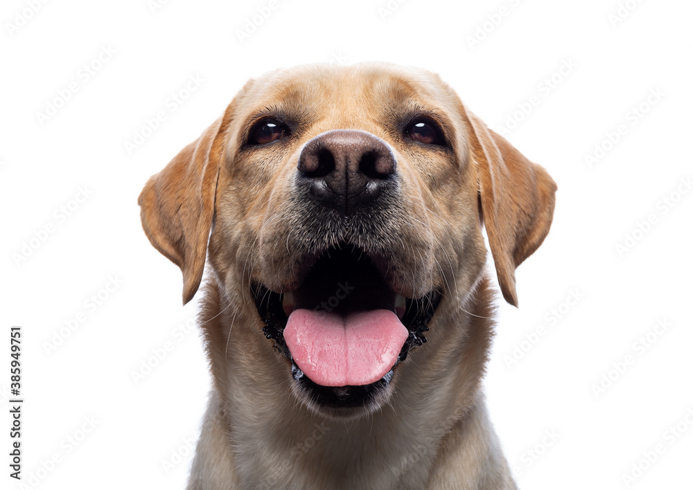 Portrait of a Labrador Retriever dog on an isolated white background.
