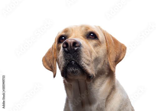 Portrait of a Labrador Retriever dog on an isolated white background.