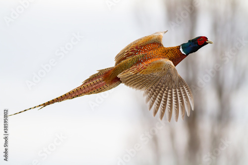 Obraz na plátně common pheasant, phasianus colchicus, flying in the air in winter nature