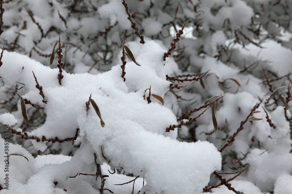 Tree covered with snow, close-up, macro. Tree covered with snow, close-up, macro.