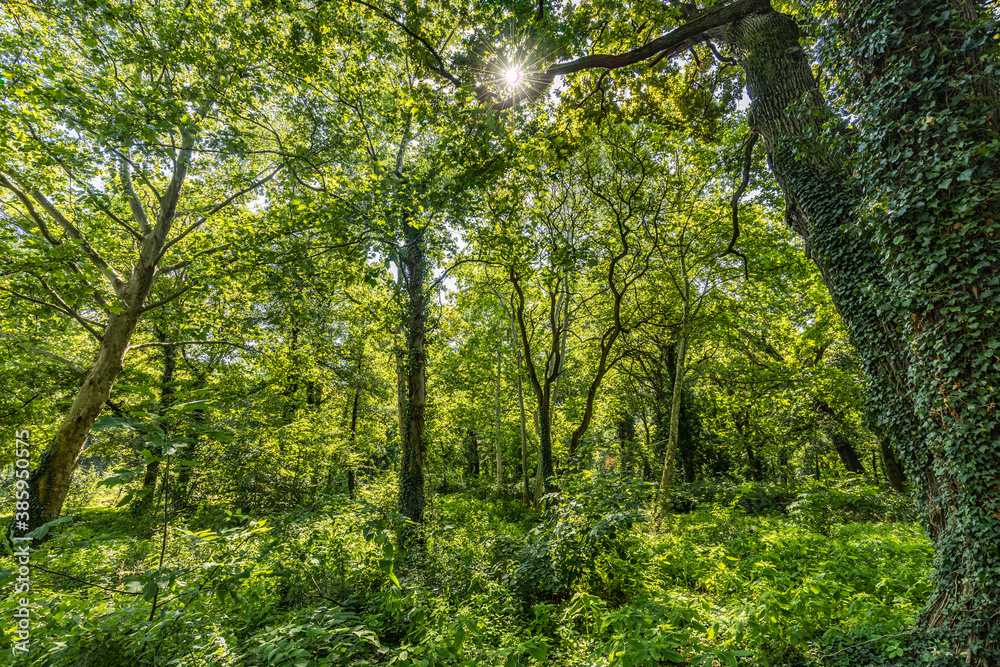 Panorama of a green forest of deciduous trees with the sun casting its rays of light through the foliage. Beautiful green forest, relaxing, tranquil nature scenery, green forest landscape Panorama of a green forest of deciduous trees with the sun casting its rays of light through the foliage. Beautiful green forest, relaxing, tranquil nature scenery, green forest landscape