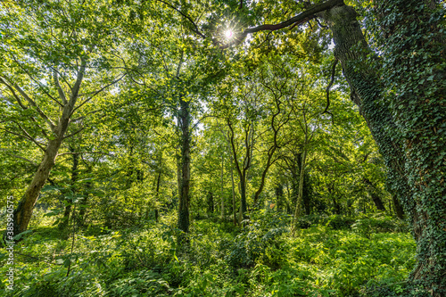 Panorama of a green forest of deciduous trees with the sun casting its rays of light through the foliage. Beautiful green forest  relaxing  tranquil nature scenery  green forest landscape