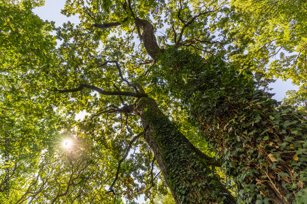 Fototapeta premium Panorama of a green forest of deciduous trees with the sun casting its rays of light through the foliage. Beautiful green forest, relaxing, tranquil nature scenery, green forest landscape